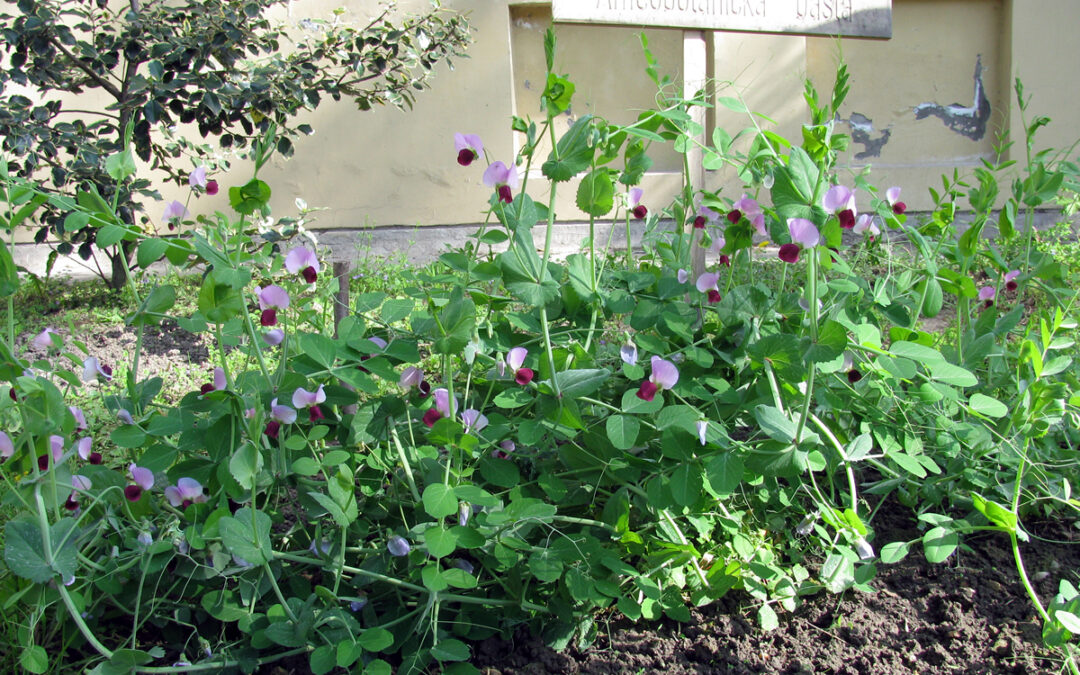 Шетња кроз процвeталу башту наших прапредака