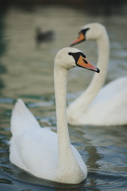 Међународна фотографско-еколошка изложба „Дунав“